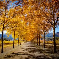 The Golden Road