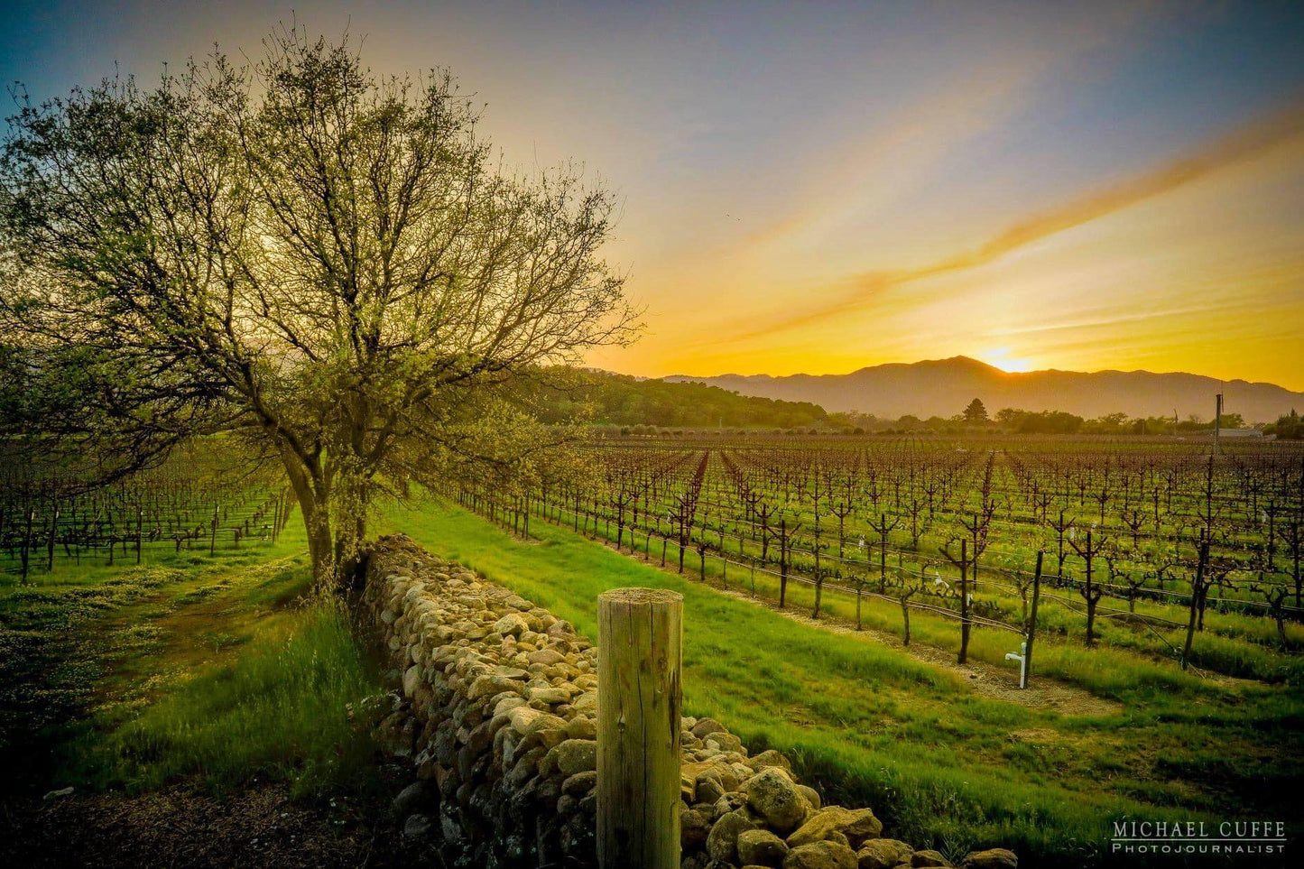 Spring in the Napa Valley